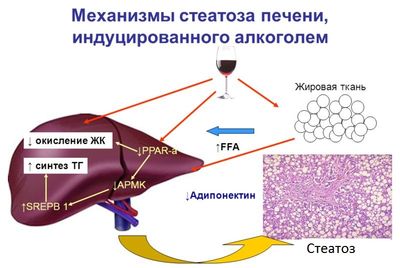 адипонектин и алкоголь