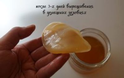 Чайный гриб, выращенный дома