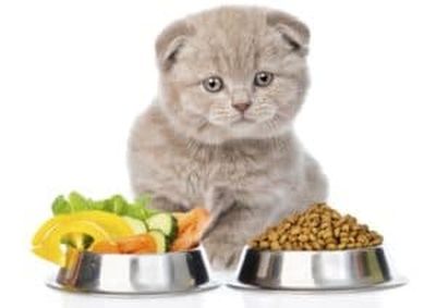 Кошка после отравления: чем кормить, правила лечения