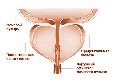 Предстательная железа