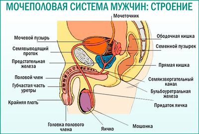 Когда рекомендуется применять «Цистон» для лечения простаты
