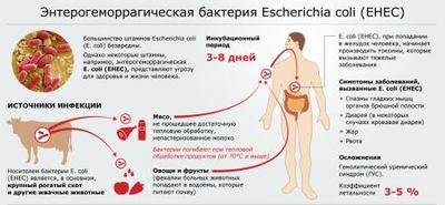 Эшерихия коли