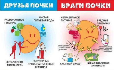 друзья и враги почки