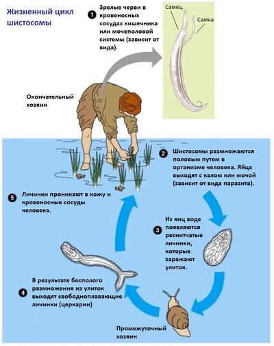 Шистосомы