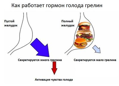 схема работы грелина