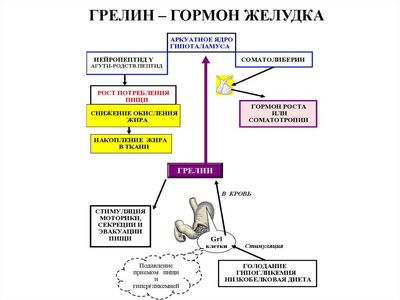 гормон грелин