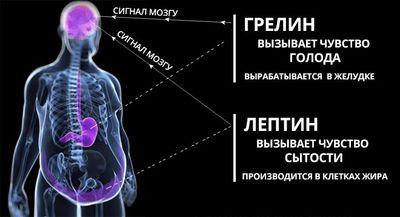 гормон грелин