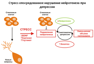 развитие стресса и депрессии