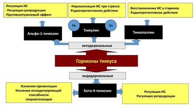гормоны тимуса