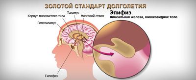 эпифиз