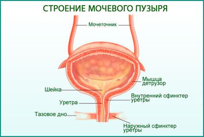 Мочевой пузырь
