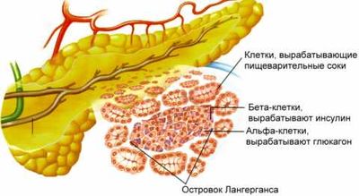 Выработка инсулина производится ?-клетками поджелудочной железы.