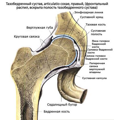 Строение тазобедренного сустава