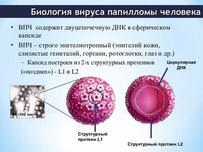 Вирус папилломы человека