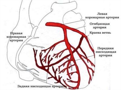 Кровоснабжение