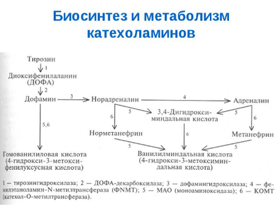катехоламины