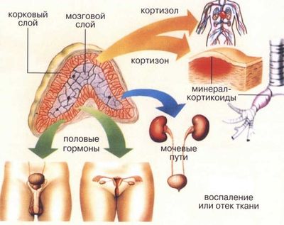 Кортизол норма у женщин