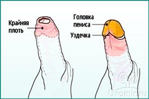Строение пениса