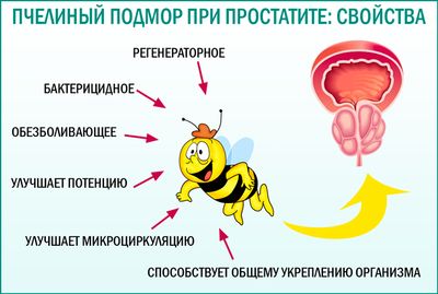Как используют пчелиный подмор в борьбе с простатитом