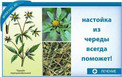 настойка из череды при вдыхании помогает бороться