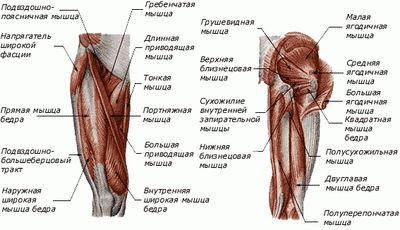 Строение и функции мышц ног