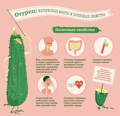огурец интересные факты