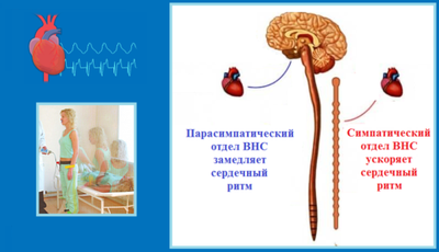 Клиноортостатическая проба характеризует возбудимость симпатической части ВНС