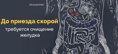 Желудок человека