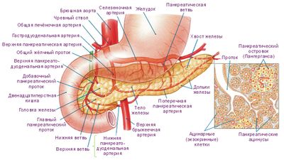 Строение поджелудочной железы