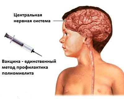 схема прививки от полиомиелита