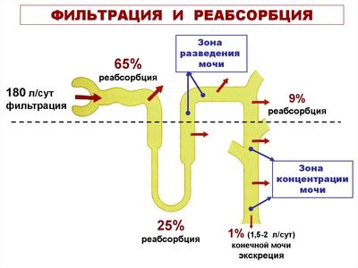 фильтрация и реабсорбция
