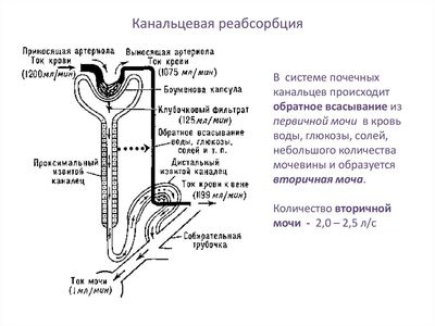 канальцевая реабсорбция