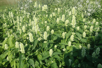 Лофант анисовый, тибетский (агастахис)