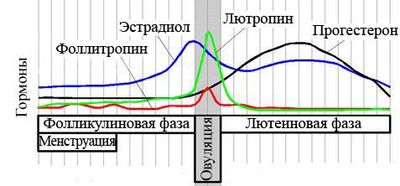 эстрадиол