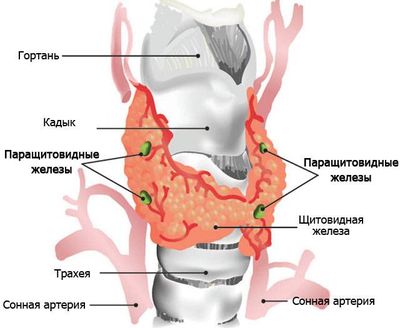 щитовидная железа