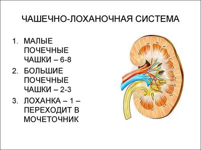 Чашечно-лоханочная система