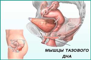 Упражнения Кегеля для укрепления мышц тазового дна