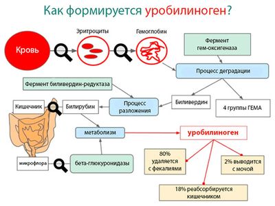 Уробилиноген