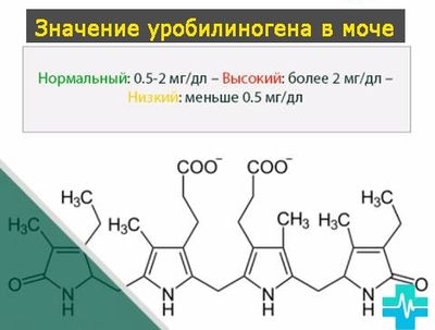 Норма концентрации уробилиногена