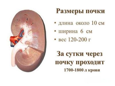размер почки