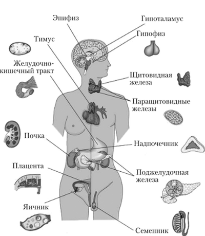 Железы внутренней секреции человека