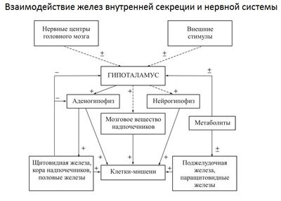 Взаимодействие желез внутренней секреции и нервной системы