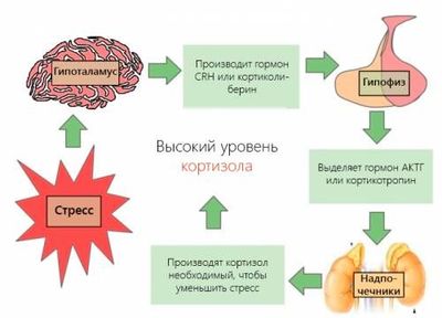 влияние кортизола