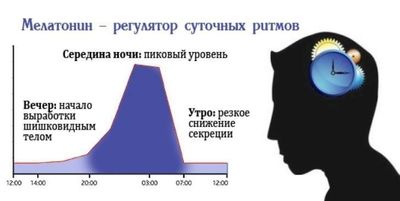Мелатонин эпифиза
