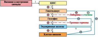 гормоны в системе интеграции