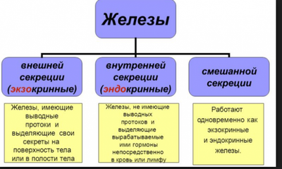Чем отличаются экзокринные и эндокринные