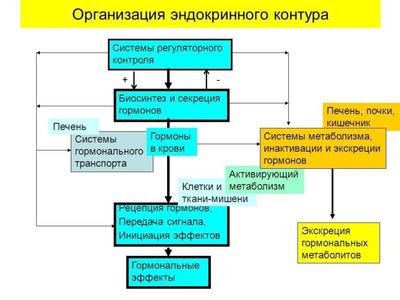 организация эндокринного контура