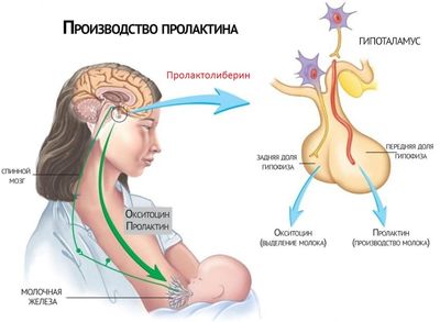 производство пролактина
