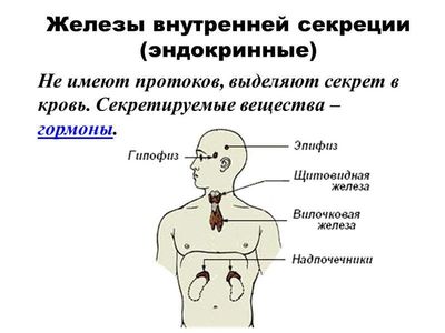 Гормоны желез внутренней секреции
