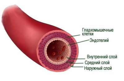 Сосудистая стенка